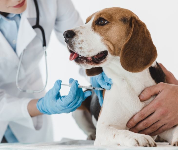 Does HIPAA Apply To Veterinarians does-hipaa-apply-to-veterinarians